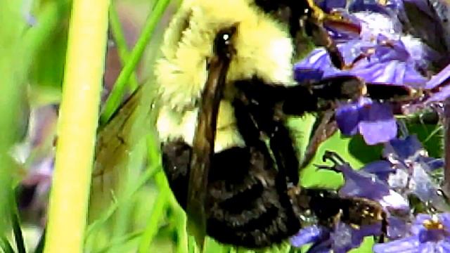Incredible Bumble Bee Photography-American Bumble Bee as Never Seen Before смотреть онлайн