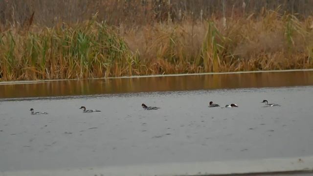 Малые Крохали смотреть онлайн