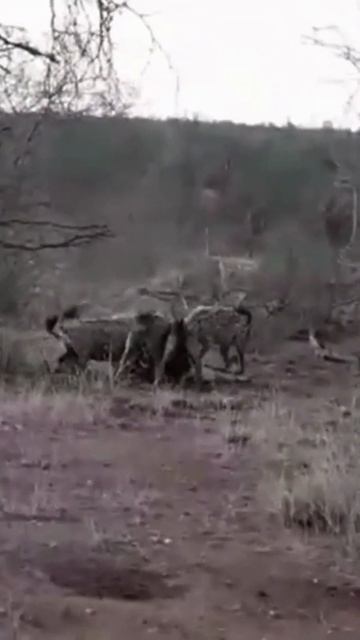 Desvendando o Poder de Mordida Surpreendente da Hyena Malhada: Uma Força a Ser Respeitada #Shorts смотреть онлайн