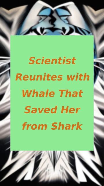 Scientist Reunites with Whale That Saved Her from Shark смотреть онлайн