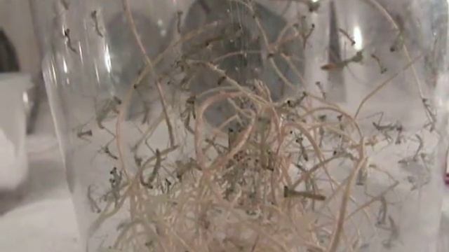 Rhombo hatch смотреть онлайн