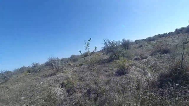 Открытие охоты на фазана смотреть онлайн