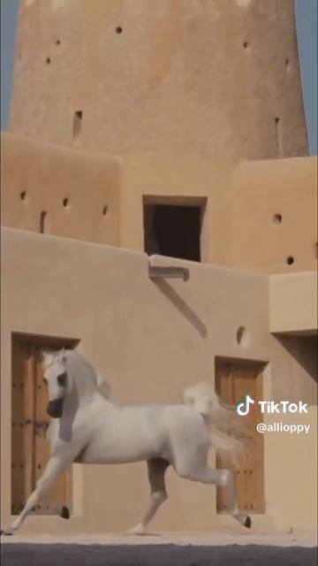 Красота и мощь лошадей🐎 смотреть онлайн