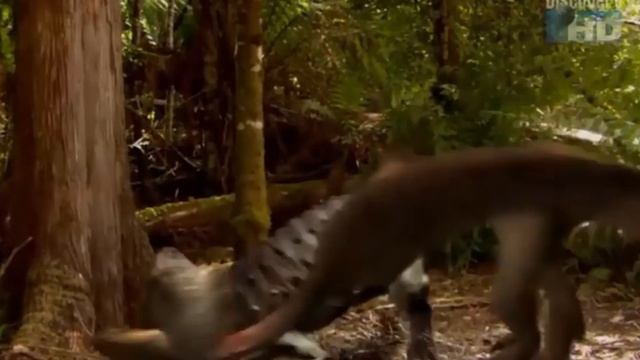 Membersihkan Sapi Gajah Unta Kucing Kerbau Ayam Mammoth  Kambing Kuda Singa Bebek / Toys Official