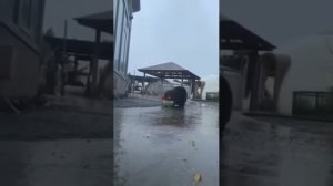 Бобры воруют овощи