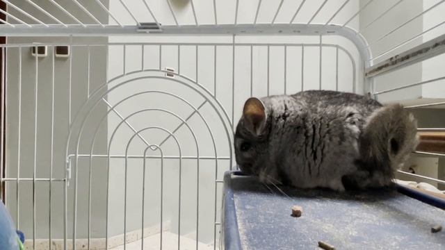 КАК КУПАЕТСЯ ШИНШИЛЛА? АФУЛА.ИЗРАИЛЬ.Have you seen how a chinchilla bathes?#vlog #video #youtuber смотреть онлайн