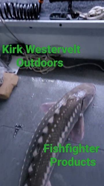 California Delta Sturgeon смотреть онлайн