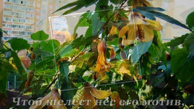 АБУТИЛОН - домашний клён смотреть онлайн