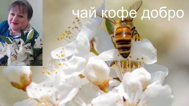 Стрим+Бот ,знакомство общение смотреть онлайн