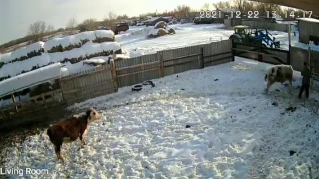 режут бука на мяса . смотреть онлайн