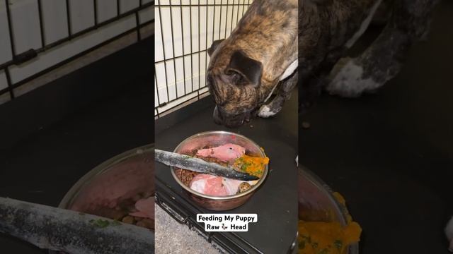 Can You Feed Your Puppy Duck Heads? 🦆 смотреть онлайн
