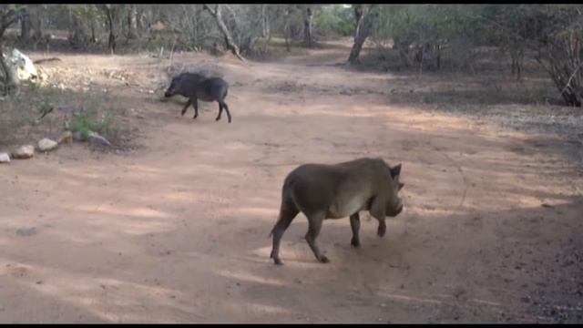 Marloth Park is Fantastic ! - Afrique du Sud смотреть онлайн