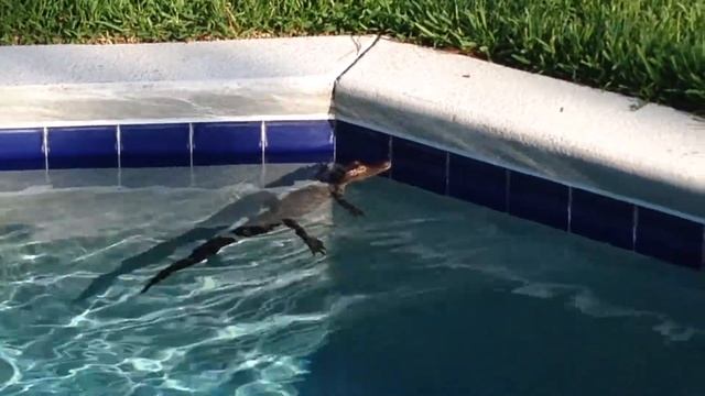 Baby Alligator in Swimming Pool! смотреть онлайн