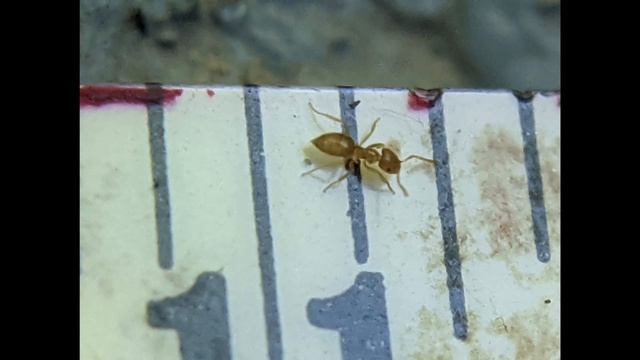 Showcasing my ANT Photography from 2017-2020 смотреть онлайн