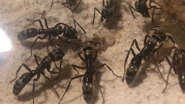 Neoponera villosa - larvae feeding смотреть онлайн