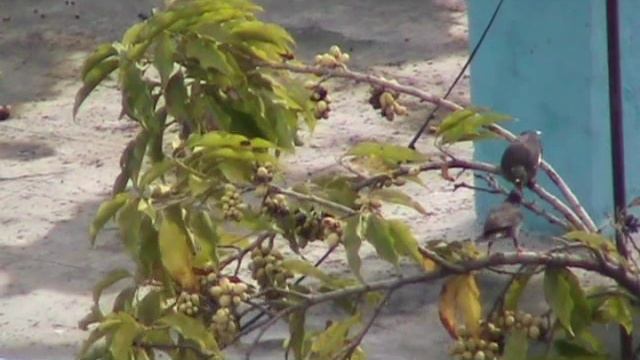 two more patrons of the tchafa tree - jungle myna and Asian koel смотреть онлайн