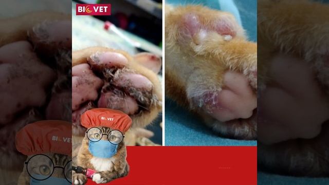 Biovet IB no5 смотреть онлайн