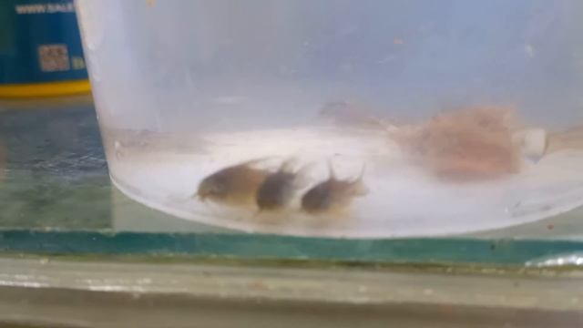 Коридорас C123 Желтый кот смотреть онлайн