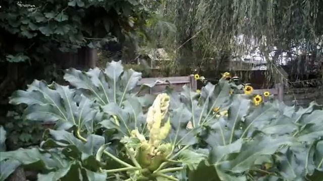 Fatsia Japonica 15 day timelapse смотреть онлайн