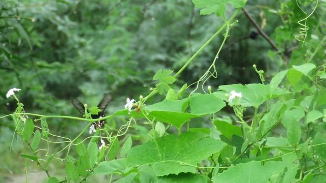 Common Rose🌷😜(Pachliopta aristolochiae), butterflies смотреть онлайн