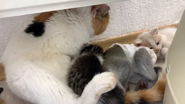 Adopted monkey sleeps sweetly near mother cat while she feeds kittens смотреть онлайн