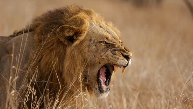 Heyvanlar Haqqında Maraqlı Faktlar