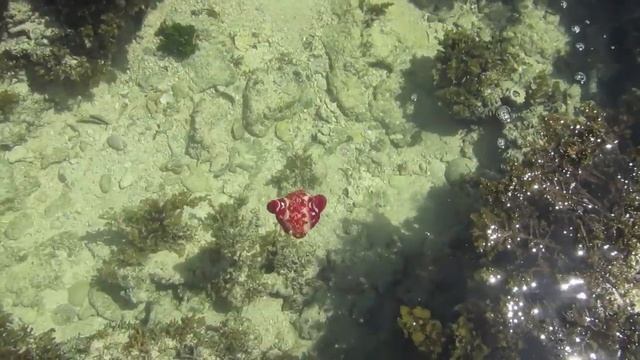 Spanish Dancer - Nudibranch (Hexabranchus sanguineus) смотреть онлайн