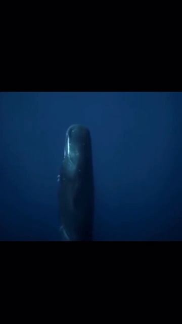 swimming with sleeping whales смотреть онлайн