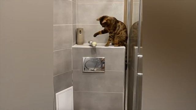 Смешные животные 🤩 Забавные коты и собаки 🤩 №5 смотреть онлайн