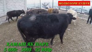 МОЛБОЗОР СЕШАНБЕ БОЗОРИ КУЛОБ НАРХИ БУКА, ГОВИ ШИРТЕ, ВА ГУНАЧИН, 19 февраля 2020 г.