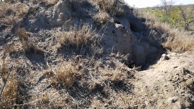 📹 Леопард охотится на бородавочника. смотреть онлайн