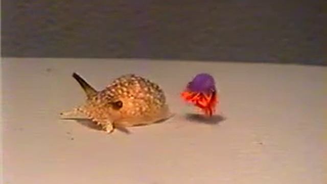 Pleurobranchaea californica one-trial prey avoidance learning смотреть онлайн