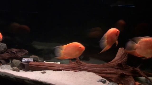 Severum Cichlids Is A Freshwater Fish Also Known As Severums, Banded Cichlids (Heros Severus)
