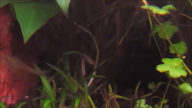Aquatic Capers #1 Neon Black, Clown Killifish and Blue Rasbora смотреть онлайн