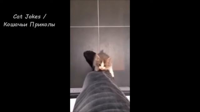 Смешные Кошки! Веселое Видео Подборка! Смешные Животные смотреть онлайн