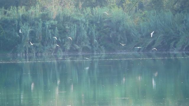 Gabbiani comuni (Chroicocephalus ridibundus) a sera смотреть онлайн