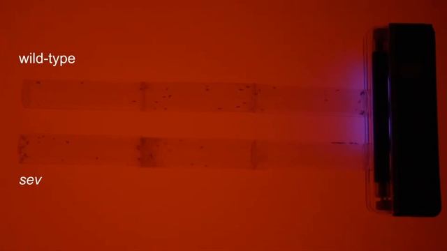 Vision experiments with Drosophila смотреть онлайн