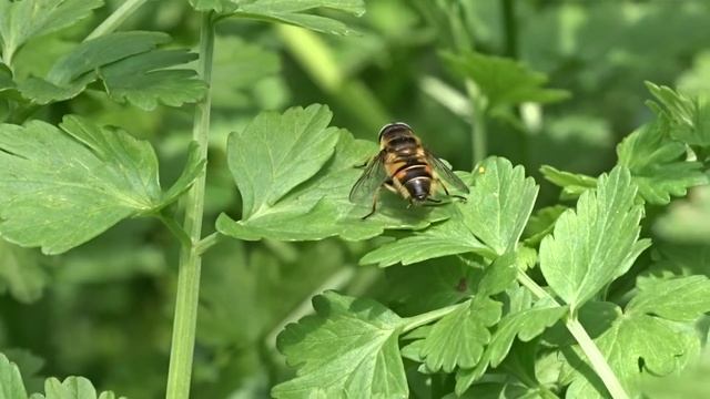 Hoverfly or Bee mimic - Nature within Ten miles of your House смотреть онлайн