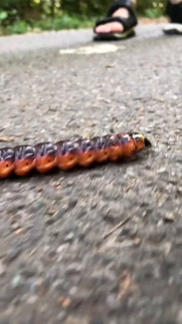 What kind of butterfly will this caterpillar be? #interestingfacts смотреть онлайн