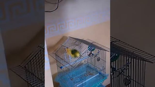 VIDEO0012 смотреть онлайн