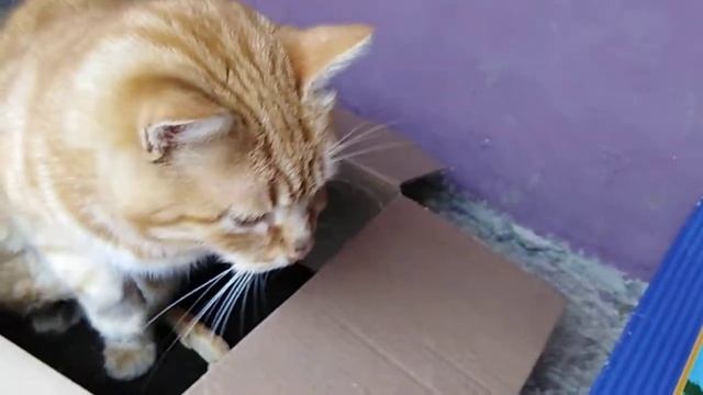 Давайте помогать братьям нашим меньшим! смотреть онлайн