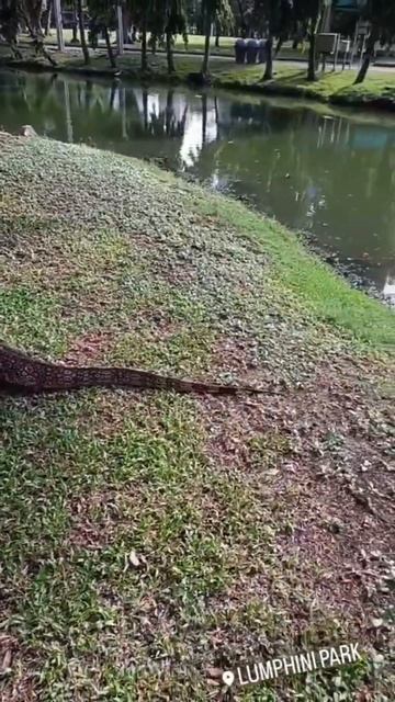 Огромный варан в центре Бангкока #тайланд #бангкок #варан #thailand #bangkok #monitorlizard смотреть онлайн