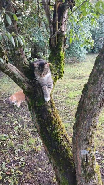 Рыжий кот Фокс 🐱 и кошечка Лапа играют в царя горы! Гуси 🪿 не знают чем заняться 🤠 смотреть онлайн