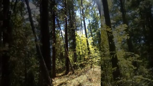 Савенок смотреть онлайн