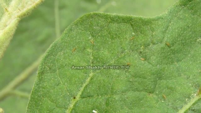 Thrips control ! থ্রিপস পোকা দমন করবেন কিভাবে ! থ্রিপস পোকার জন্য কোন কীটনাশক ব্যবহার করবেন смотреть онлайн