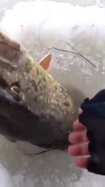 #рыбалка #река #щука #жерлица#первыйлед#2023 смотреть онлайн