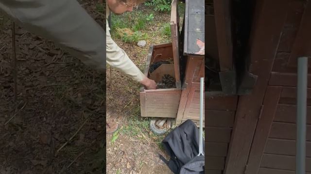 Carpet Python Removed from Chicken Coop by Queensland Snake Catcher смотреть онлайн