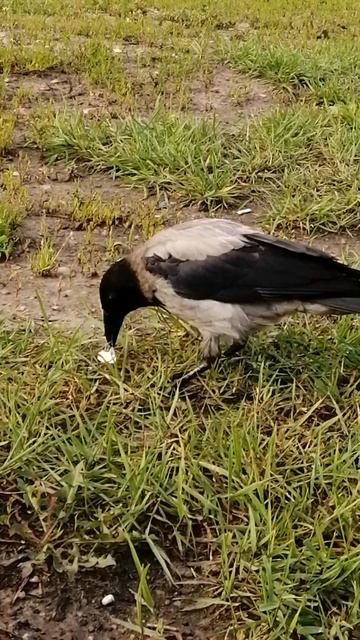 Молодёжь позирует #вороны / Young crows are super models #crowfashion #fledgling смотреть онлайн