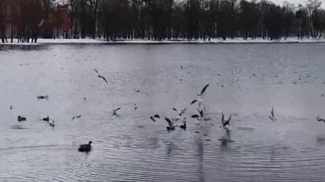 Александровский парк. смотреть онлайн