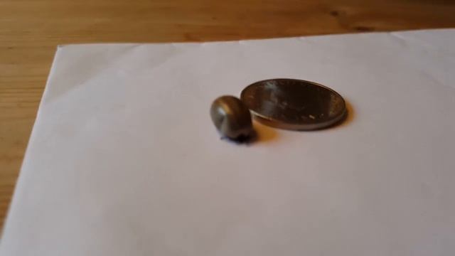 Monster tick. Jättefästing. смотреть онлайн